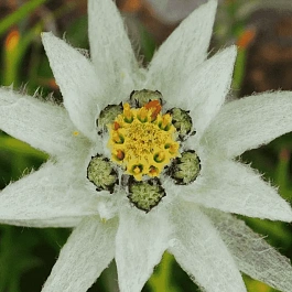 Эдельвейс Souliei