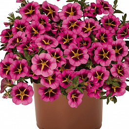 Калибрахоа Tik Tok Rose