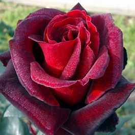 Роза чайно-гибридная Баркарола (Rose Barkarole)