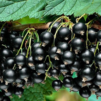 Смородина черная Дегтяревская