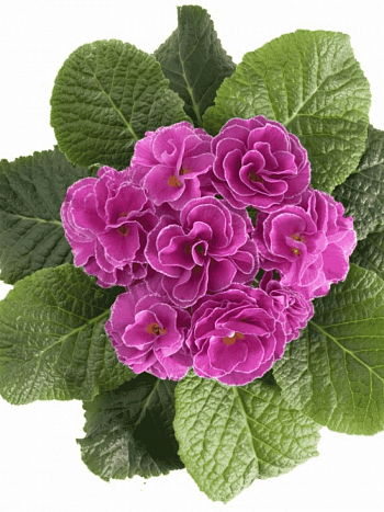 Примула махровая Hethor Petticote Lilak