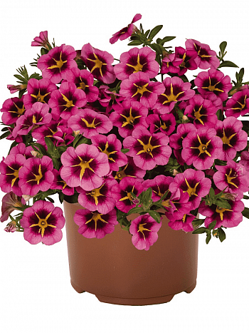 Калибрахоа Tik Tok Rose