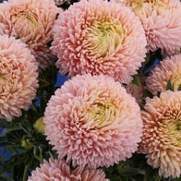 Астра Леди Корал Шамоа