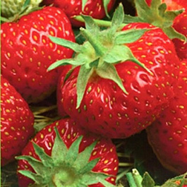 Земляника садовая Олимпийская надежда