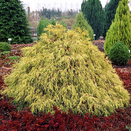 Кипарисовик горохоплодный Filifera Aurea