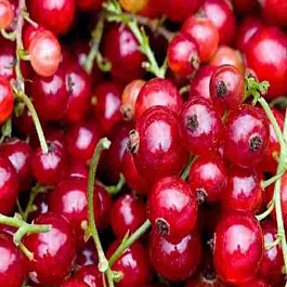 Смородина красная Красная Андрейченко