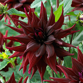 Георгина Декоративная Бригитта Алида