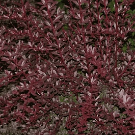 Барбарис Тунберга Red Chief