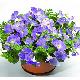 Петуния каскадная Рэмблин Скай Блю