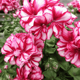 Пеларгония плющелистная  Grandeur Ivy Arctic Rose кашпо