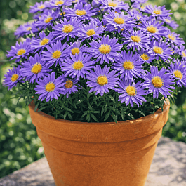 Астра Ново-бельгийская Magic Blue