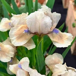 Ирис pum Peach Eyes