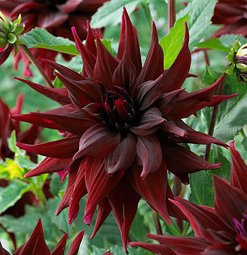 Георгина Декоративная Бригитта Алида