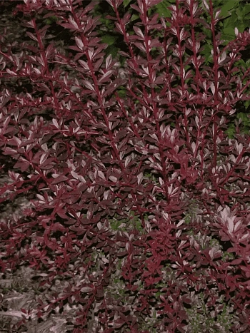 Барбарис Тунберга Red Chief