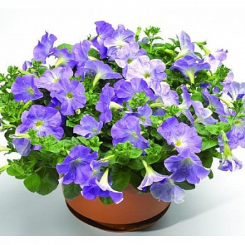 Петуния каскадная Рэмблин Скай Блю