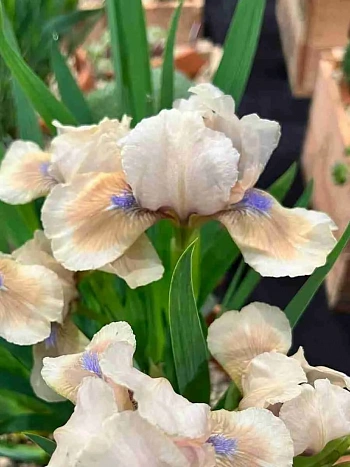 Ирис pum Peach Eyes