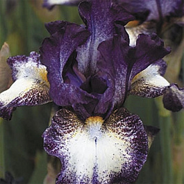 Ирис бородатый Принц ов Бургунди