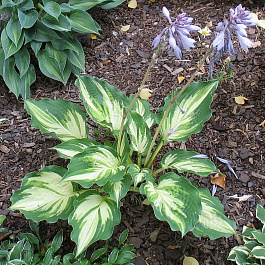 Хоста гибридная Лейксайд Пейсли Принт