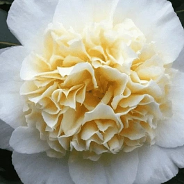 Камелия японская Brushfield yellow