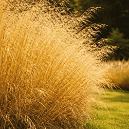 Щучка дернистая Bronzeschleier