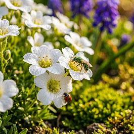 Камнеломка Арендса Pixie White