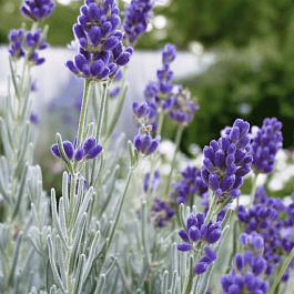 Лаванда узколистная Silver Edge