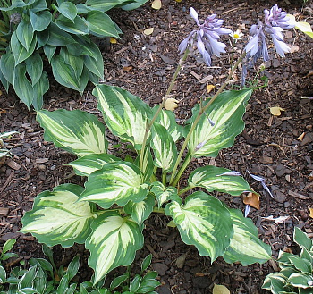 Хоста гибридная Лейксайд Пейсли Принт