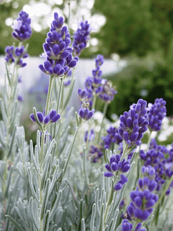 Лаванда узколистная Silver Edge