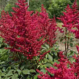 Астильба Китайская Red Skyscraper