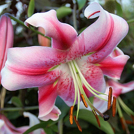 Лилия ОТ-гибрид Анастасия НАБОР 2ШТ (2+2)