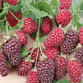 Ежемалина гибридная Buckingham Tayberry