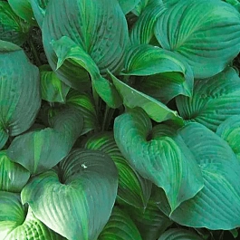 Хоста Avocado