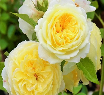 Роза английская парковая Пилгрим