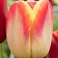 Тюльпан Candy Corner