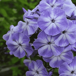 Флокс метельчатый Грибной Дождь