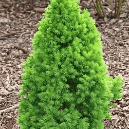 Ель канадская Conica