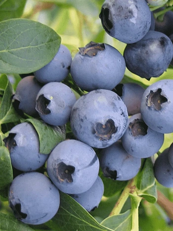 Голубика высокорослая Rubel