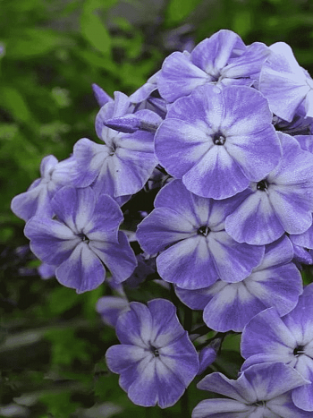 Флокс метельчатый Грибной Дождь