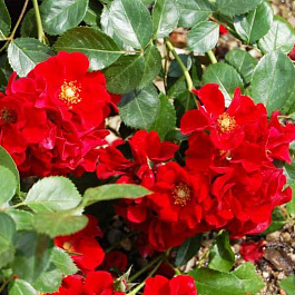 Роза почвопокровная Иониум