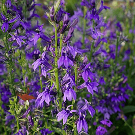 Лобелия прекрасная Fan Blue