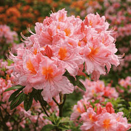 Азалия крупноцветковая Cecile