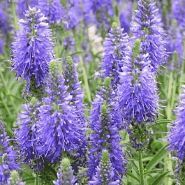 Вероника колосистая Inspire Blue