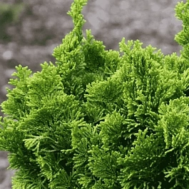 Кипарисовик тупой Sparkless