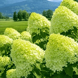 Гортензия метельчатая limelight ТОЛЬКО САМОВЫВОЗ