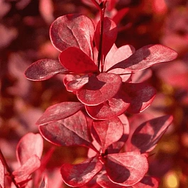 Барбарис Тунберга Venice