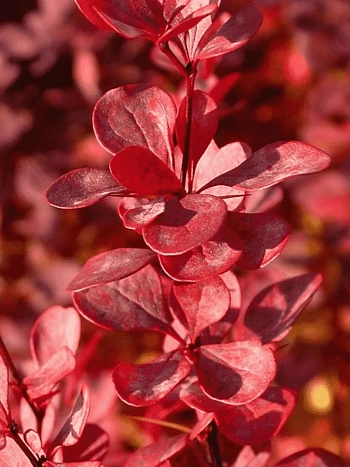 Барбарис Тунберга Venice