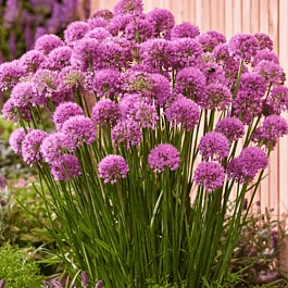 Лук Поливерт