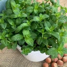  Мята Холодный ореховый латте