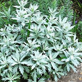 Полынь Людовика Валери Финнис