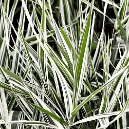 Фалярис тростниковый Elegantissima